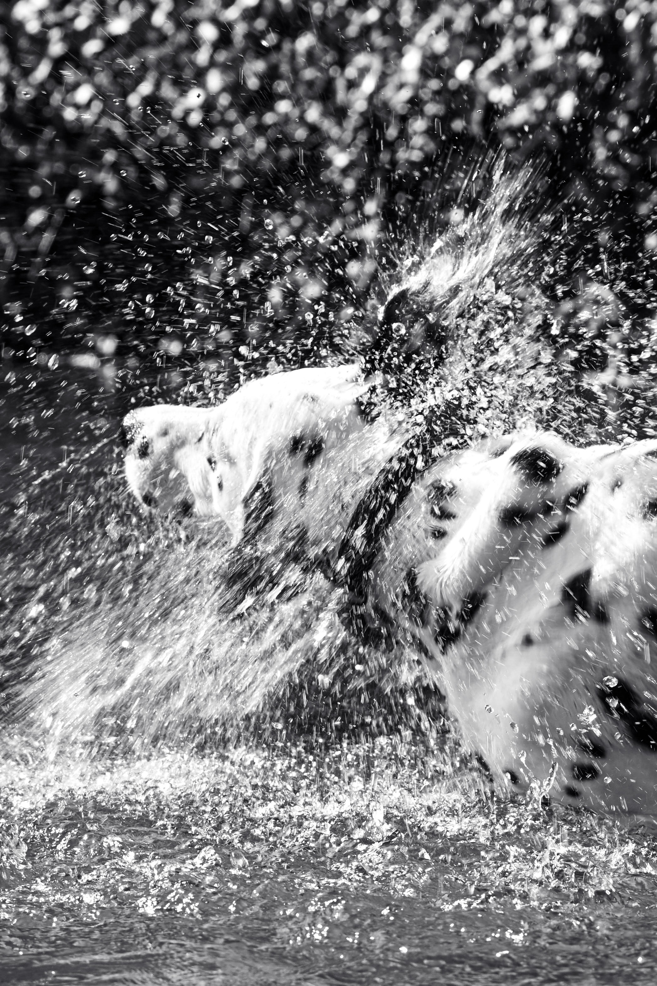 Photography by  Xavier Foulon
