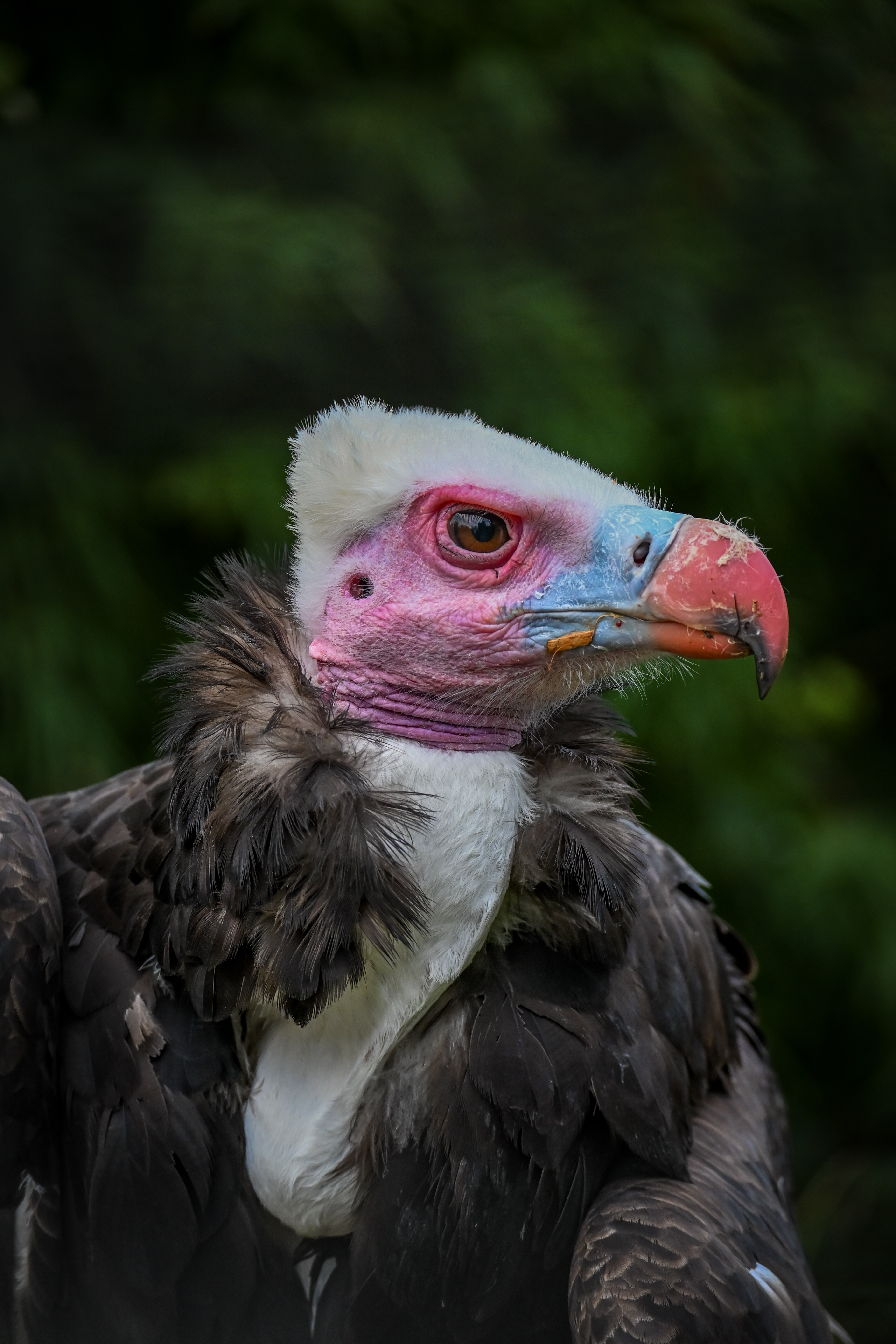 Photography by  Xavier Foulon